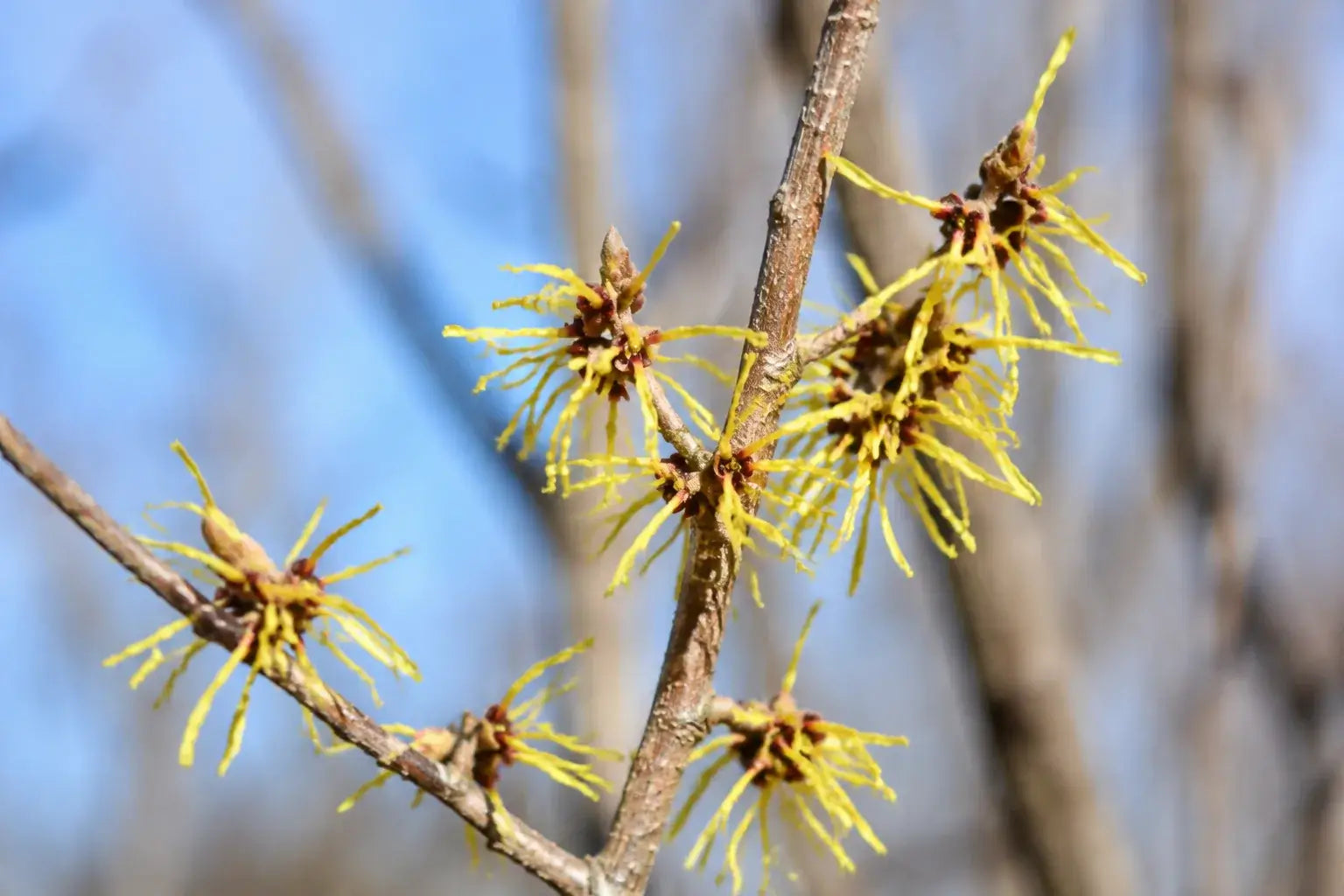 Hamamelis