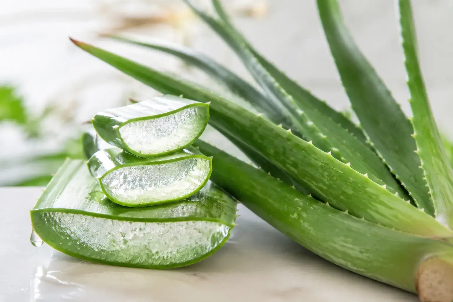 Aloe vera